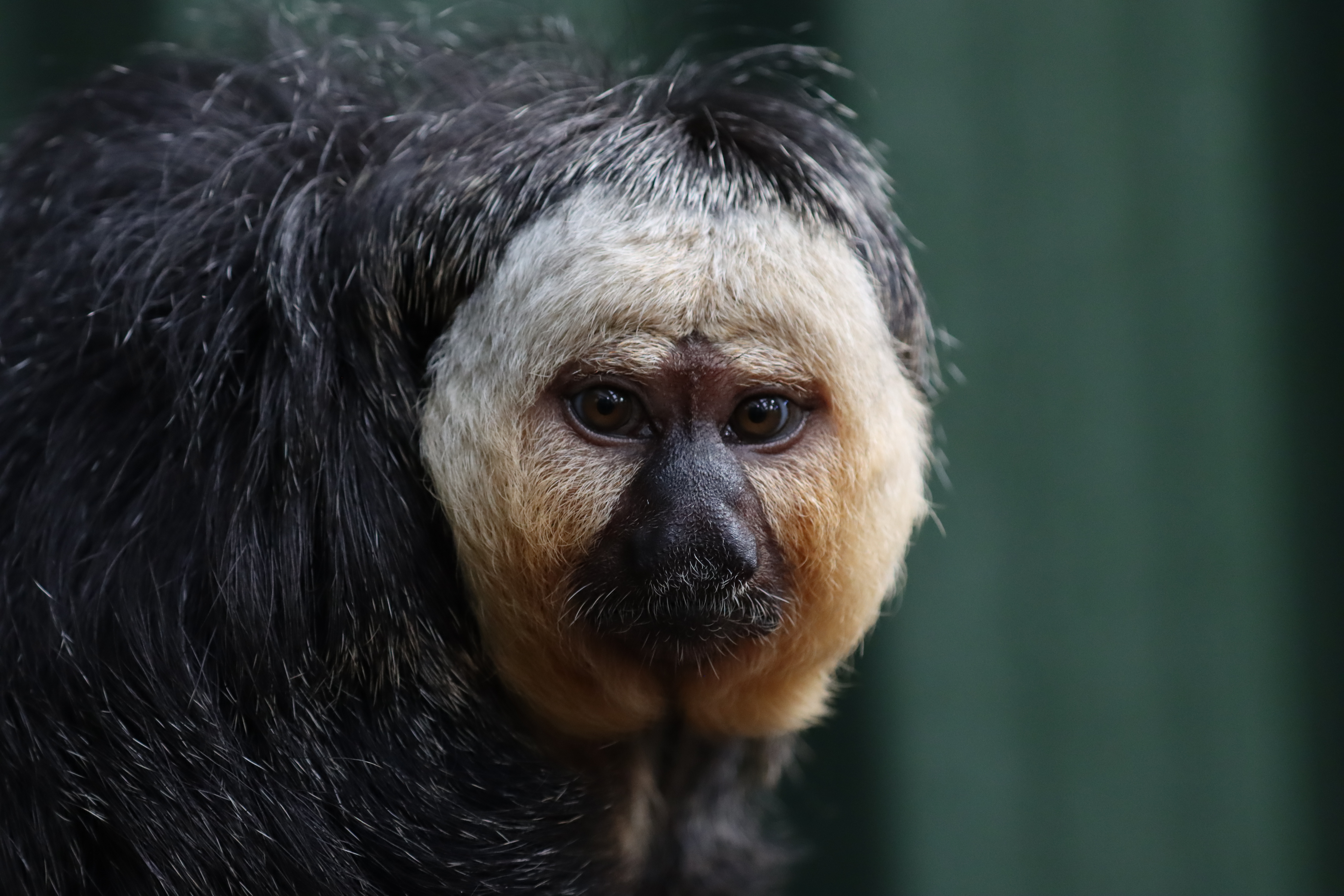 White-faced Saki Monkey